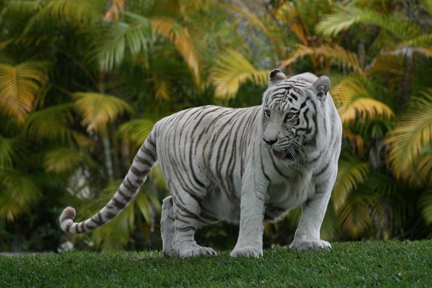 Creation of White Tiger Flight: Step 1